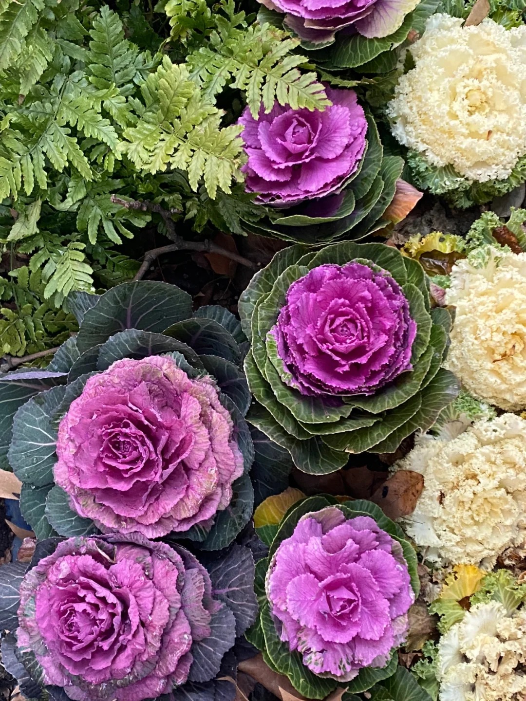 【羽衣甘蓝】会掉花掉叶介意不要拍大丽花庭院阳台地栽盆室内室外南