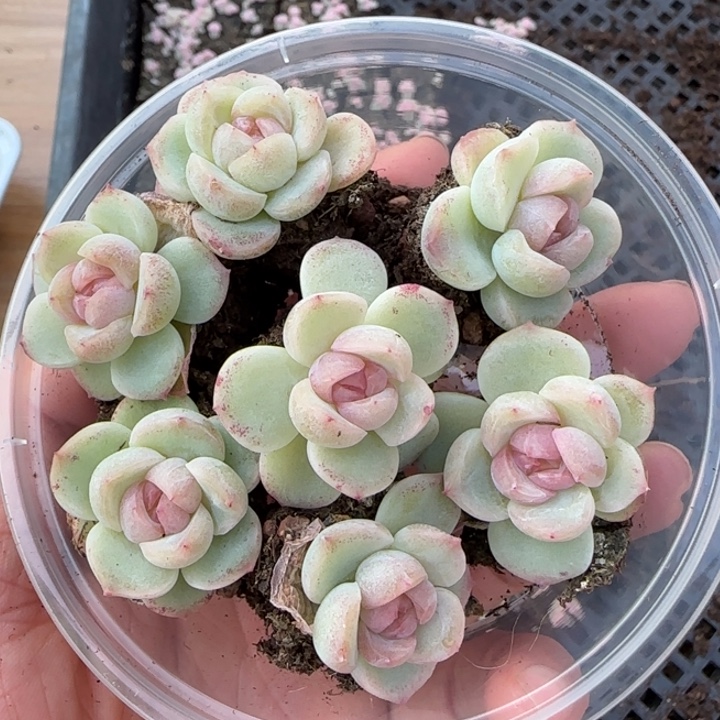 白冰珍妮多肉一盒