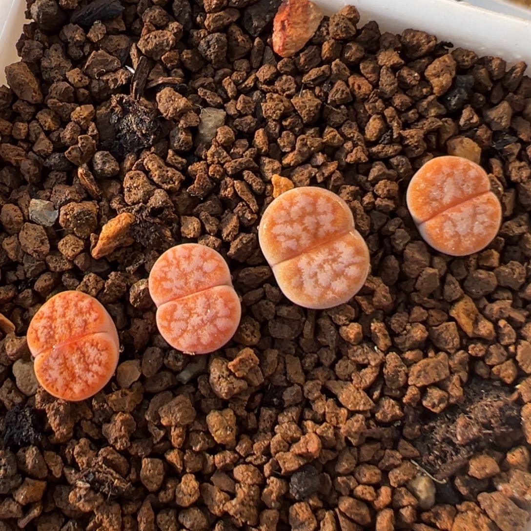36多肉植物百科拿铁
