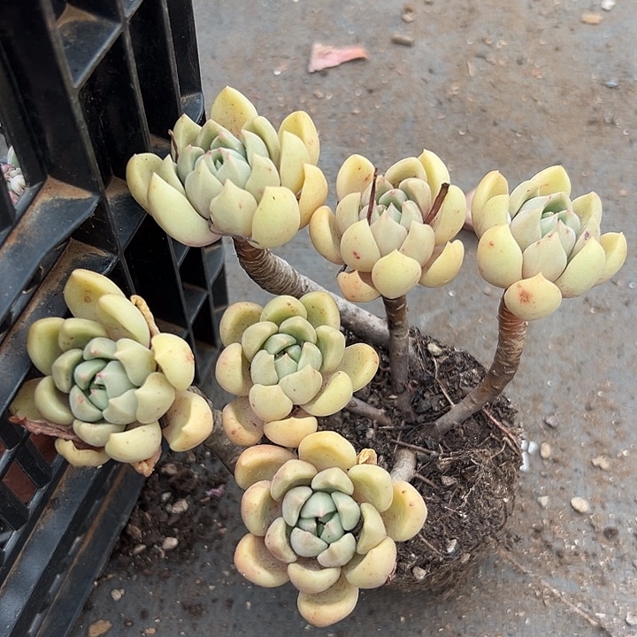 无花朵象牙璀璨。       