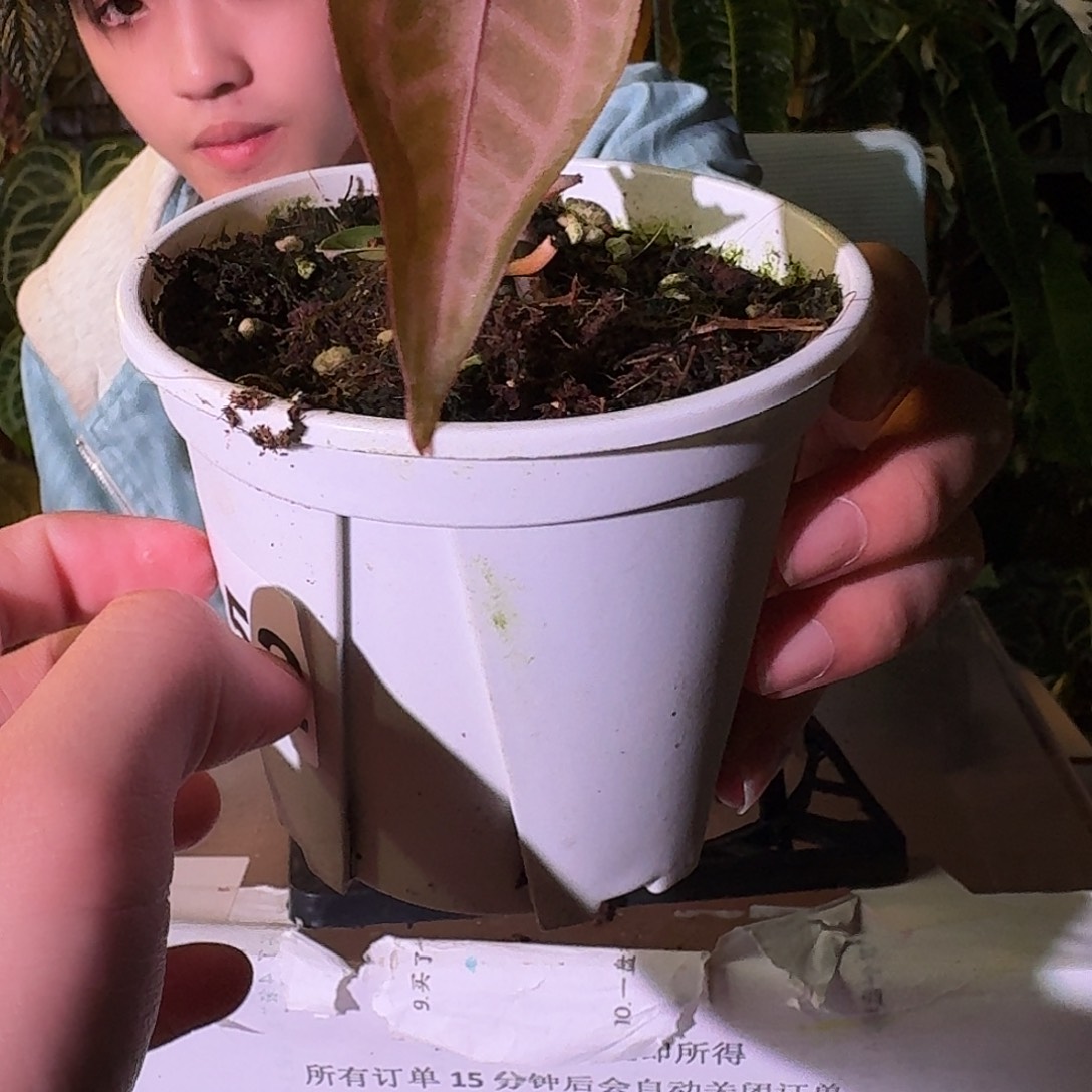 不开花植物E52粉柠檬杂米歇尔