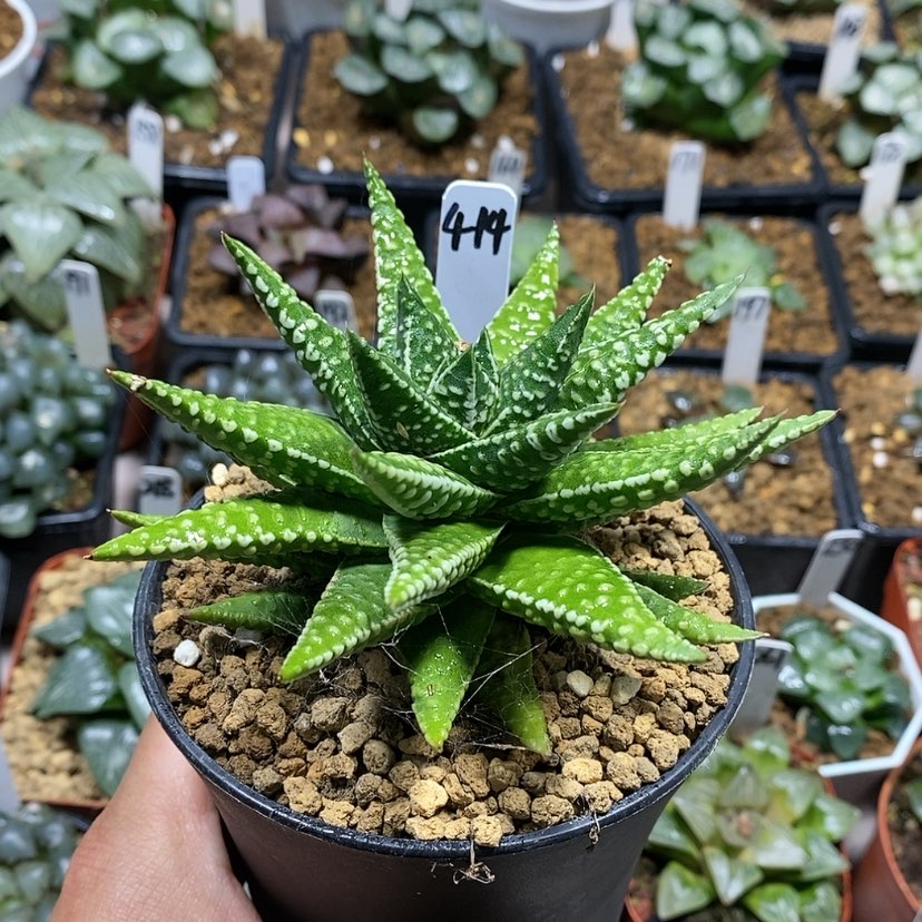 【闪购商品】414实生