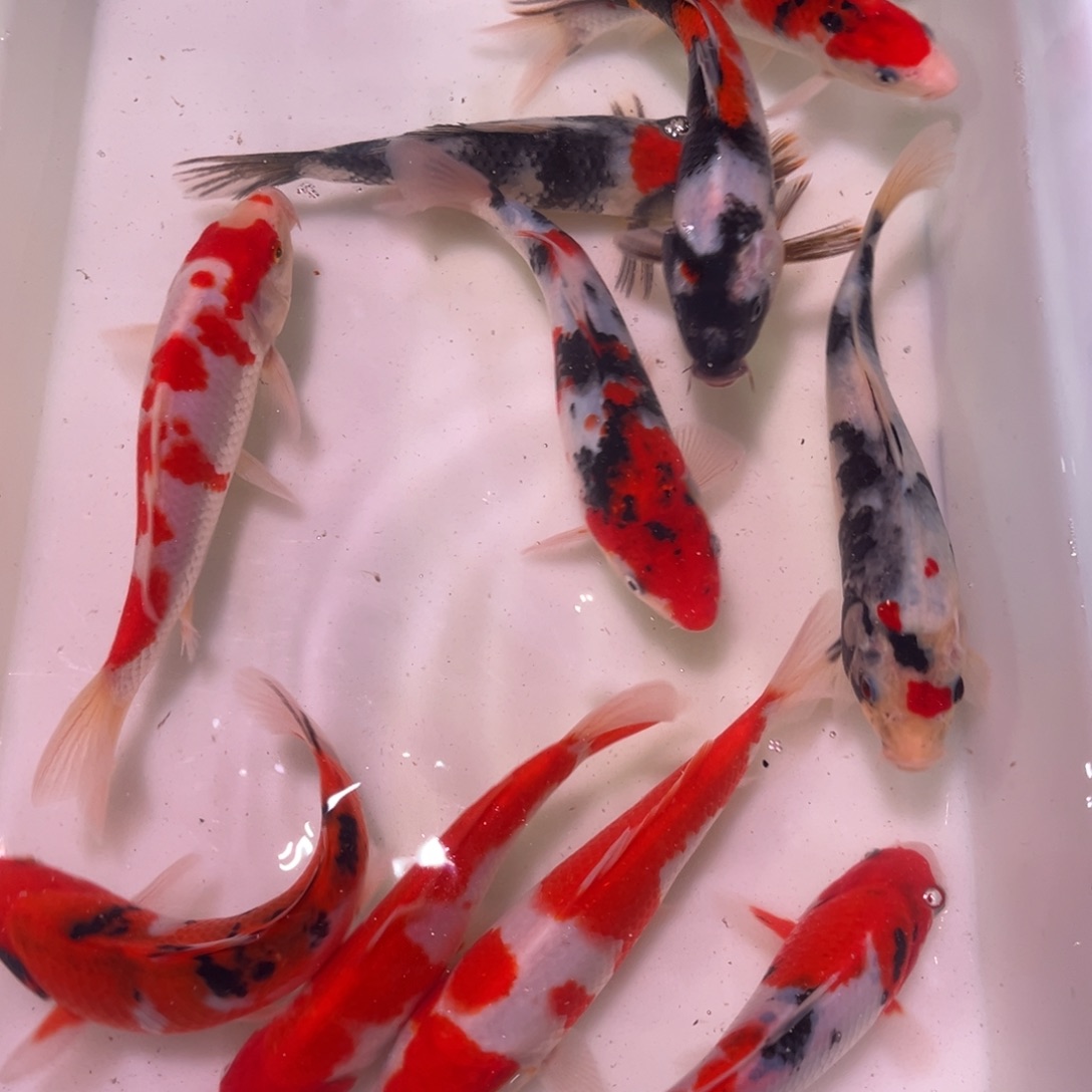 锦鲤锦上锦鲤 111