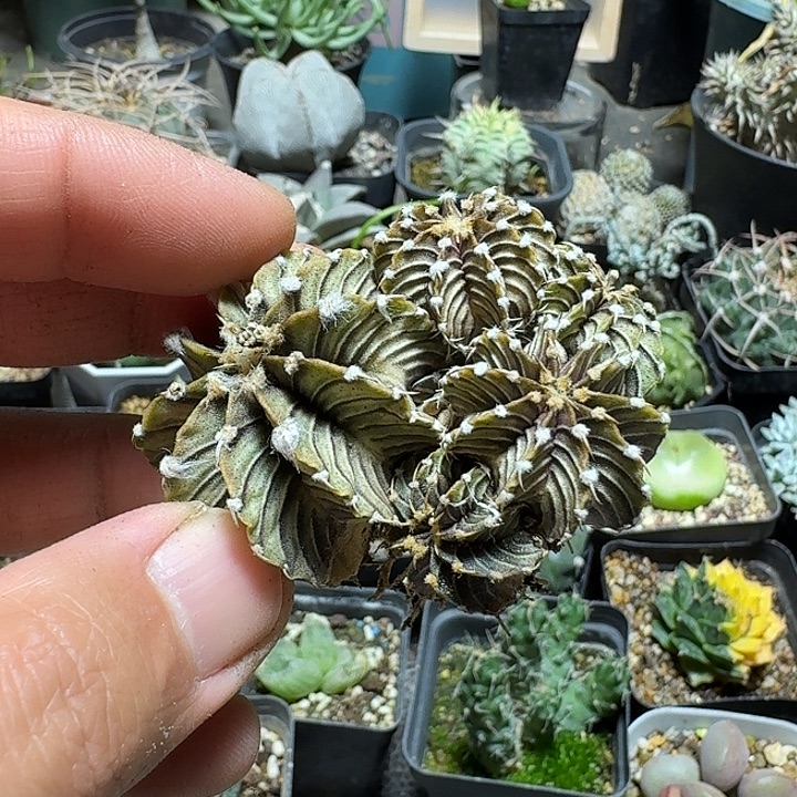 209肋骨牡丹脱土发货