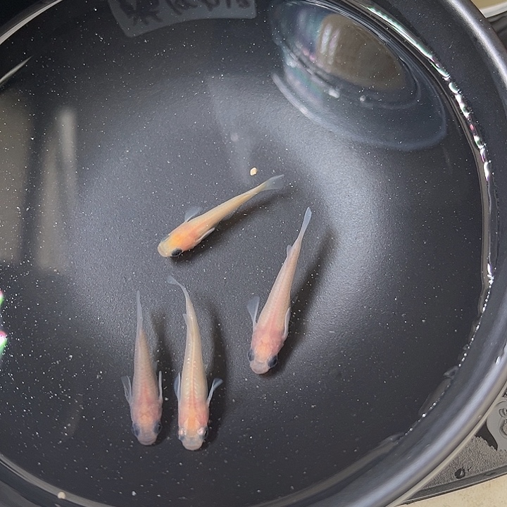 青鳉鱼白熊猫4条22号