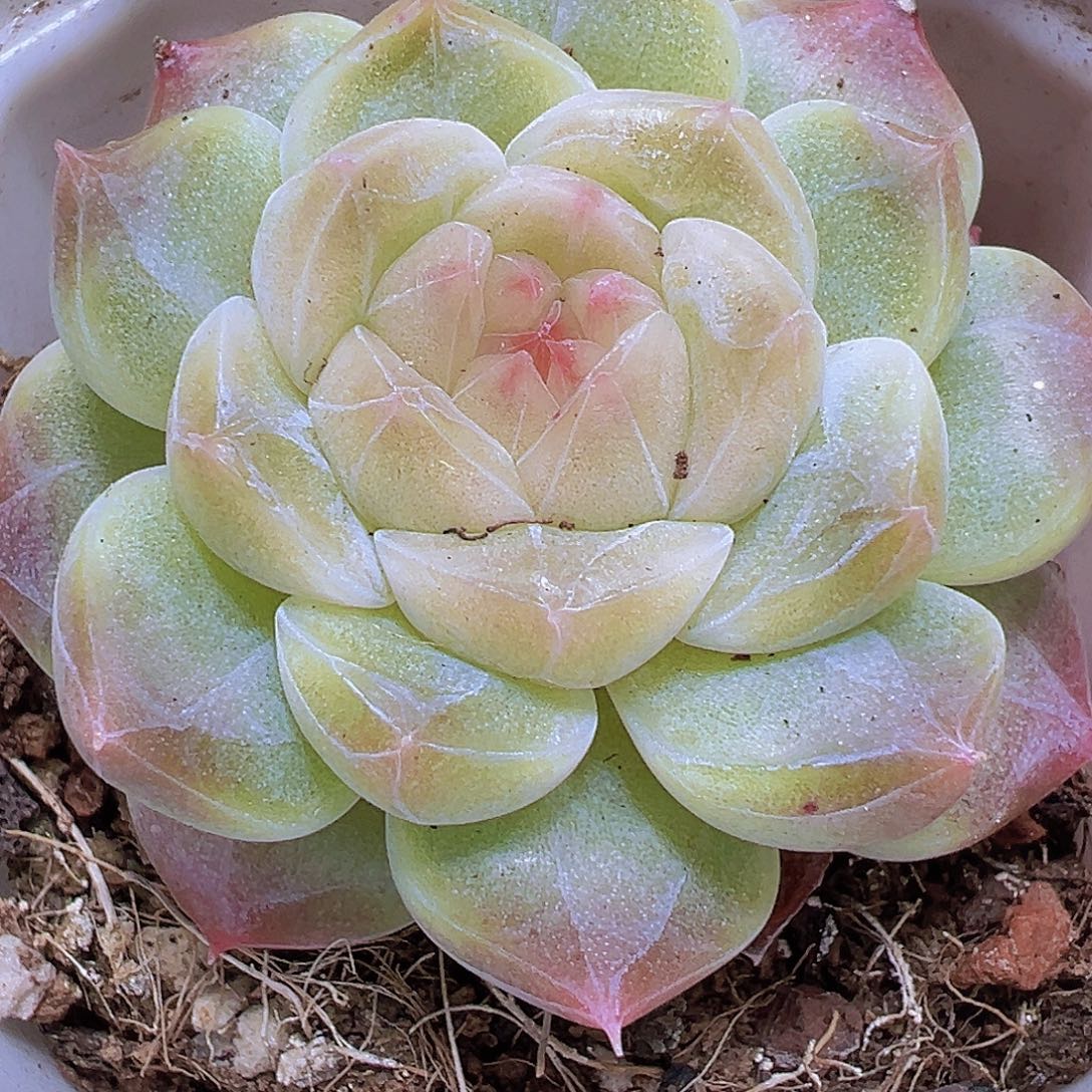 冰雪绒19包邮也哦肉植物