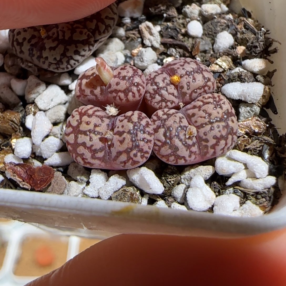 肉锥多肉植物组合-勋章194