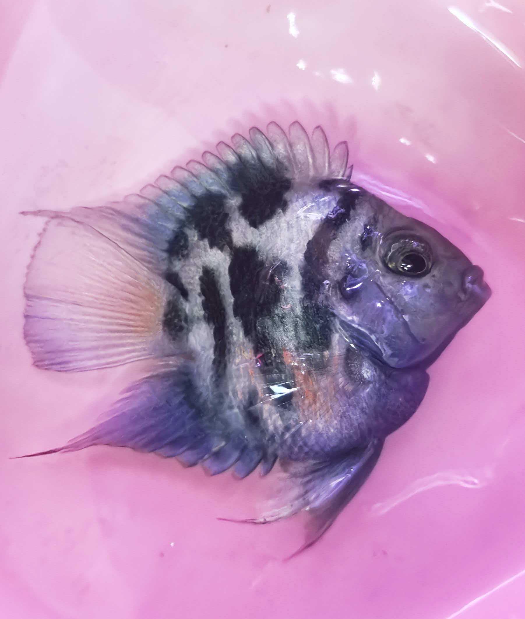 5-6个月宝蓝迷你鹦鹉鱼