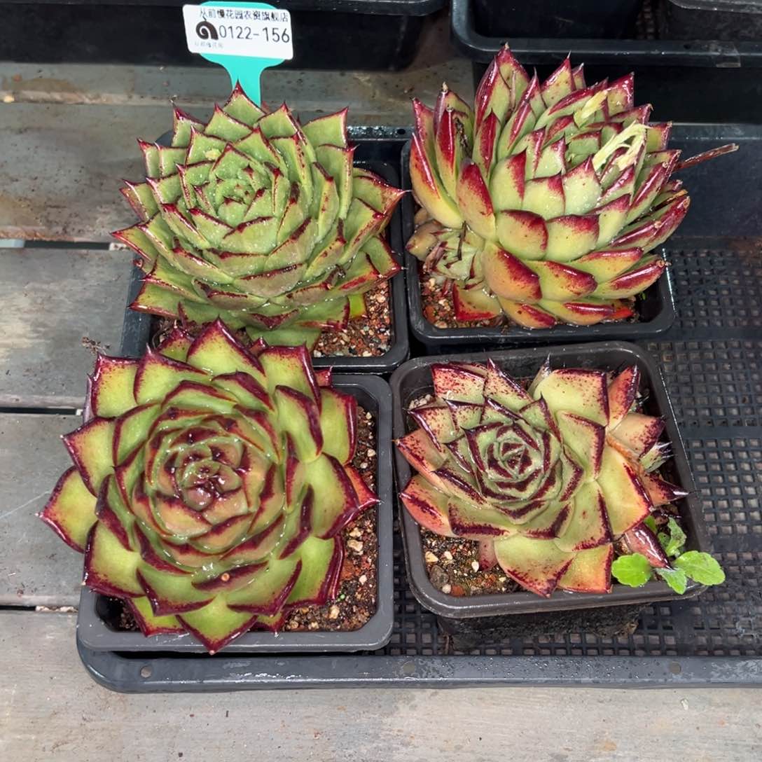 从前慢多肉精选编号0122.156