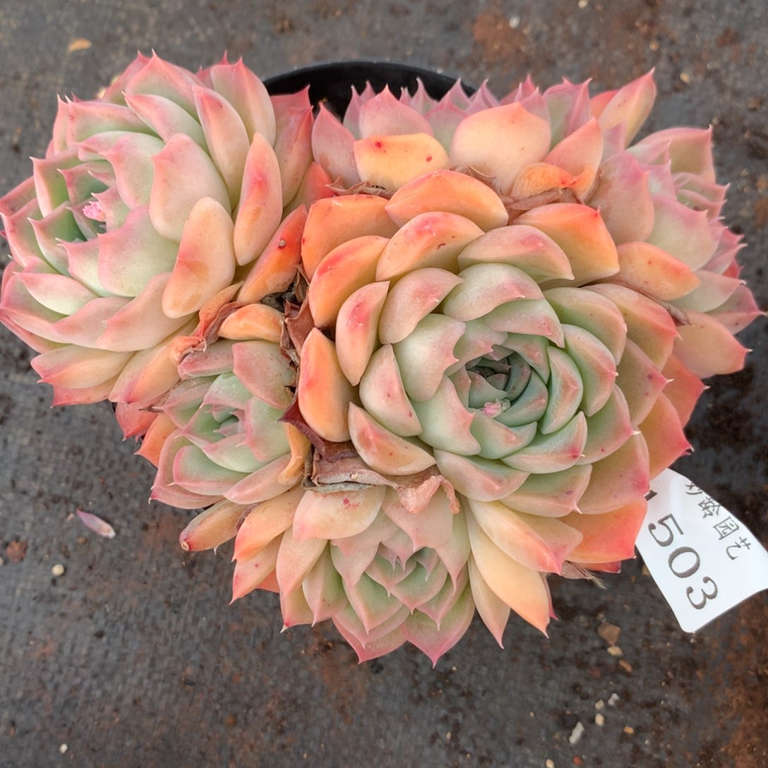 1503杂交多肉老桩