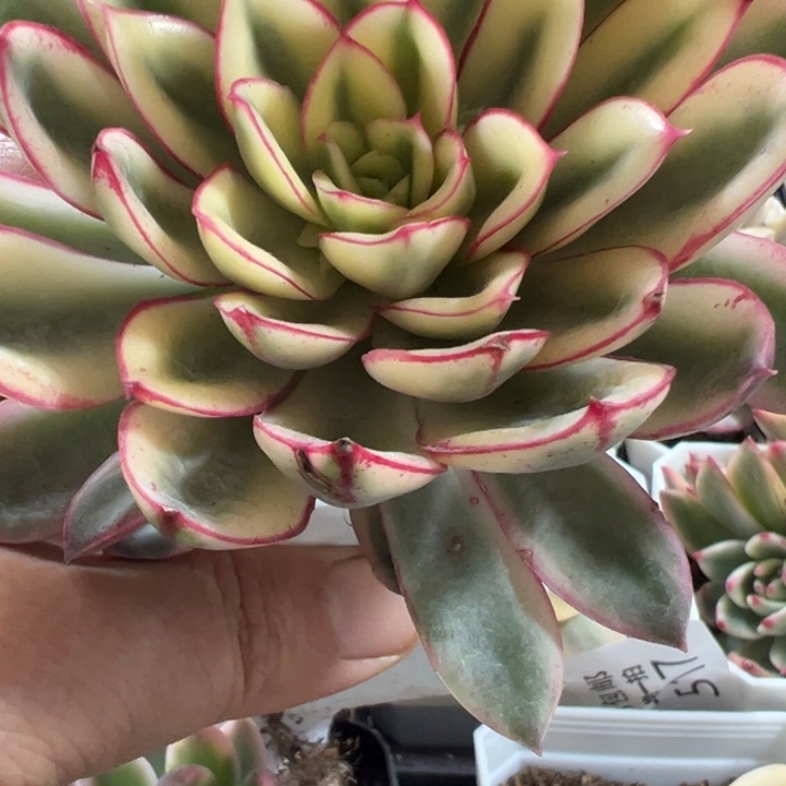 薄***凉红花女王锦多肉植物527