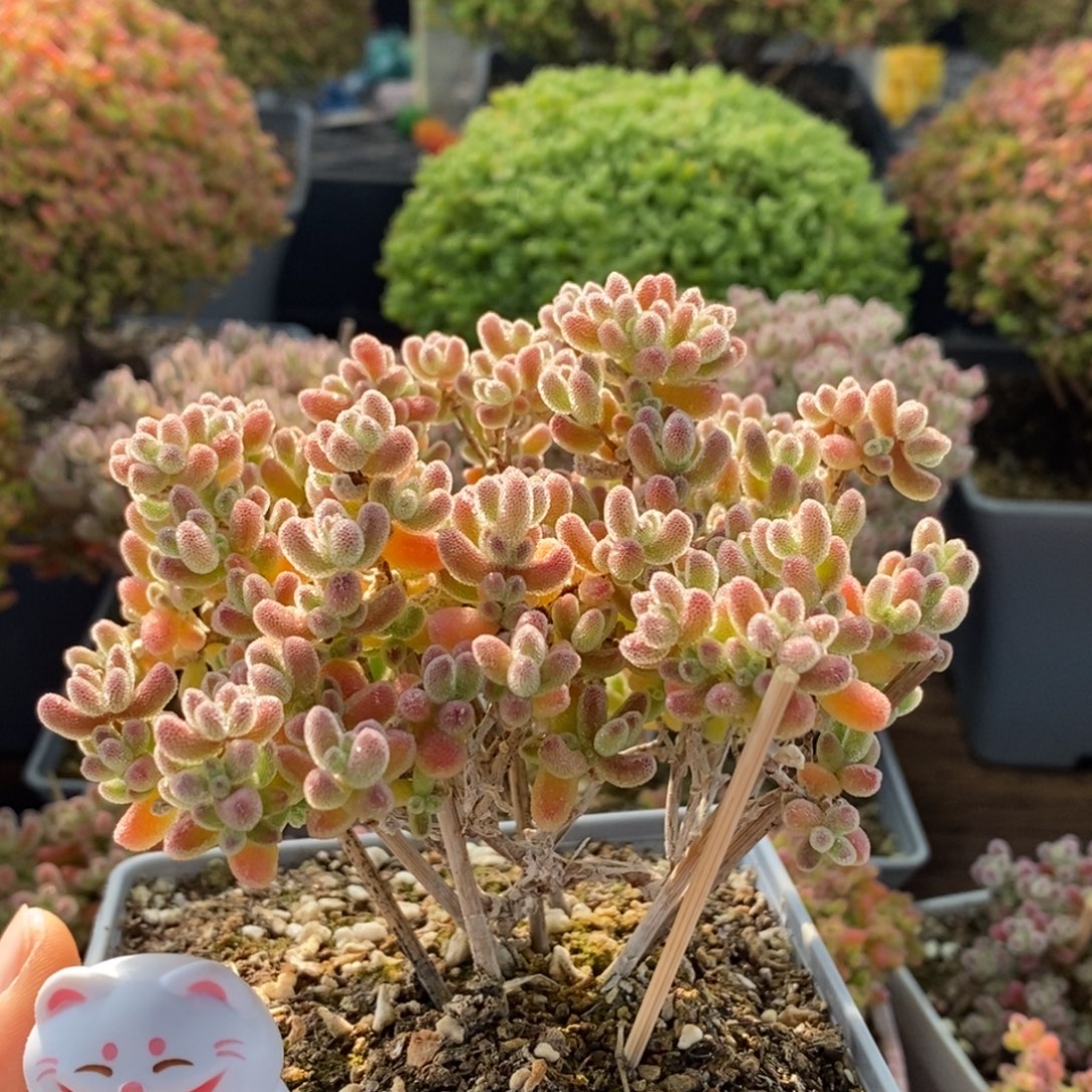 优选冰晶4149枝干番杏