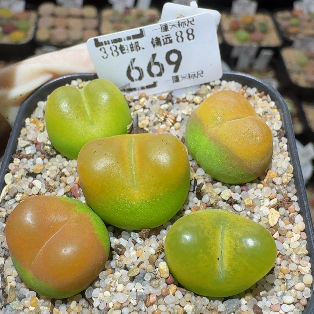 Ssss精品生石花669蟠桃