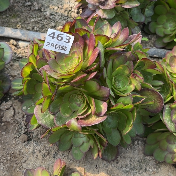 倾城中班……多肉植物……