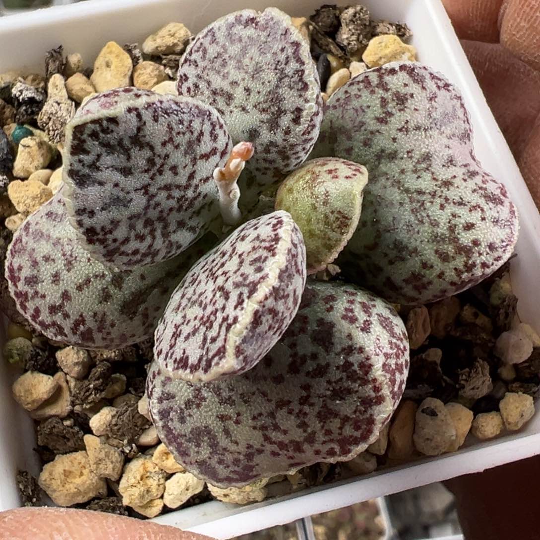 腰子蛋老桩多肉植物水泡