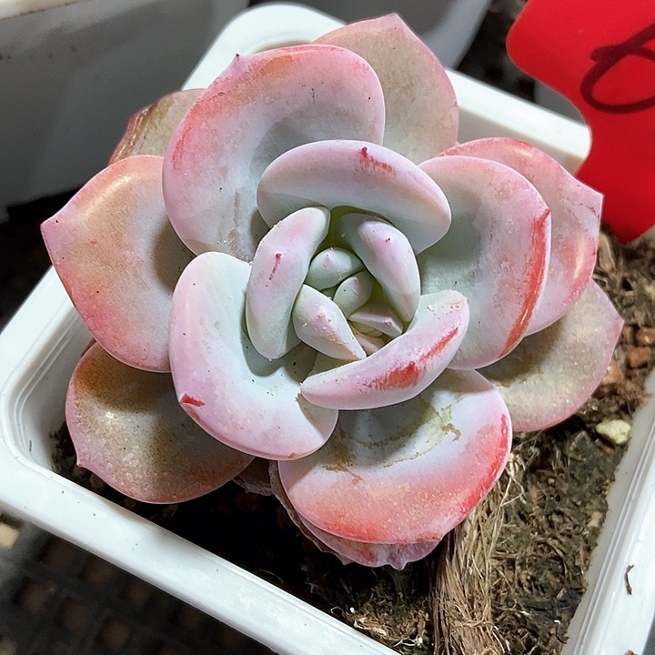 多肉植物奶茶659