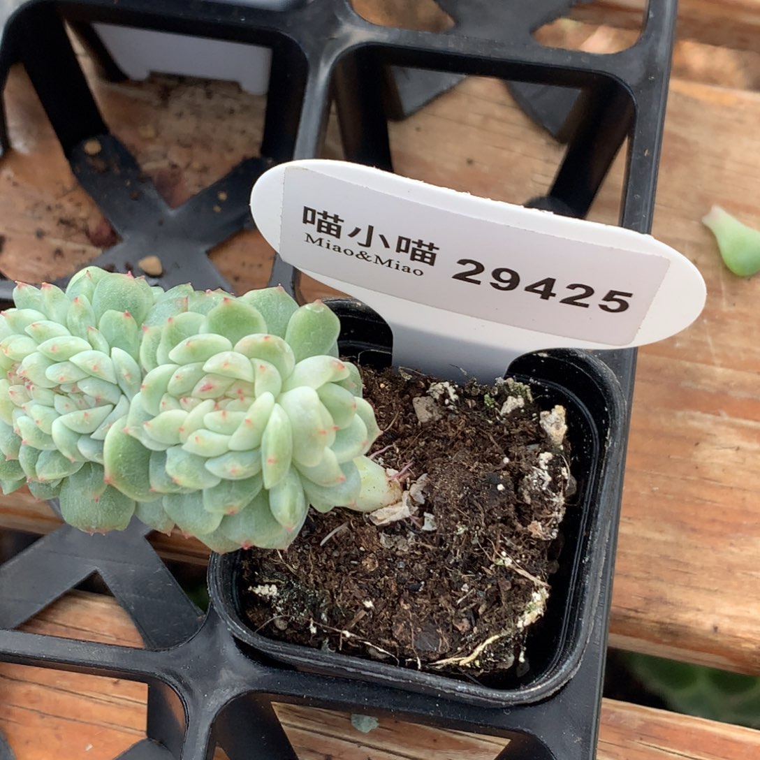 ****w多肉植物杂交珍妮