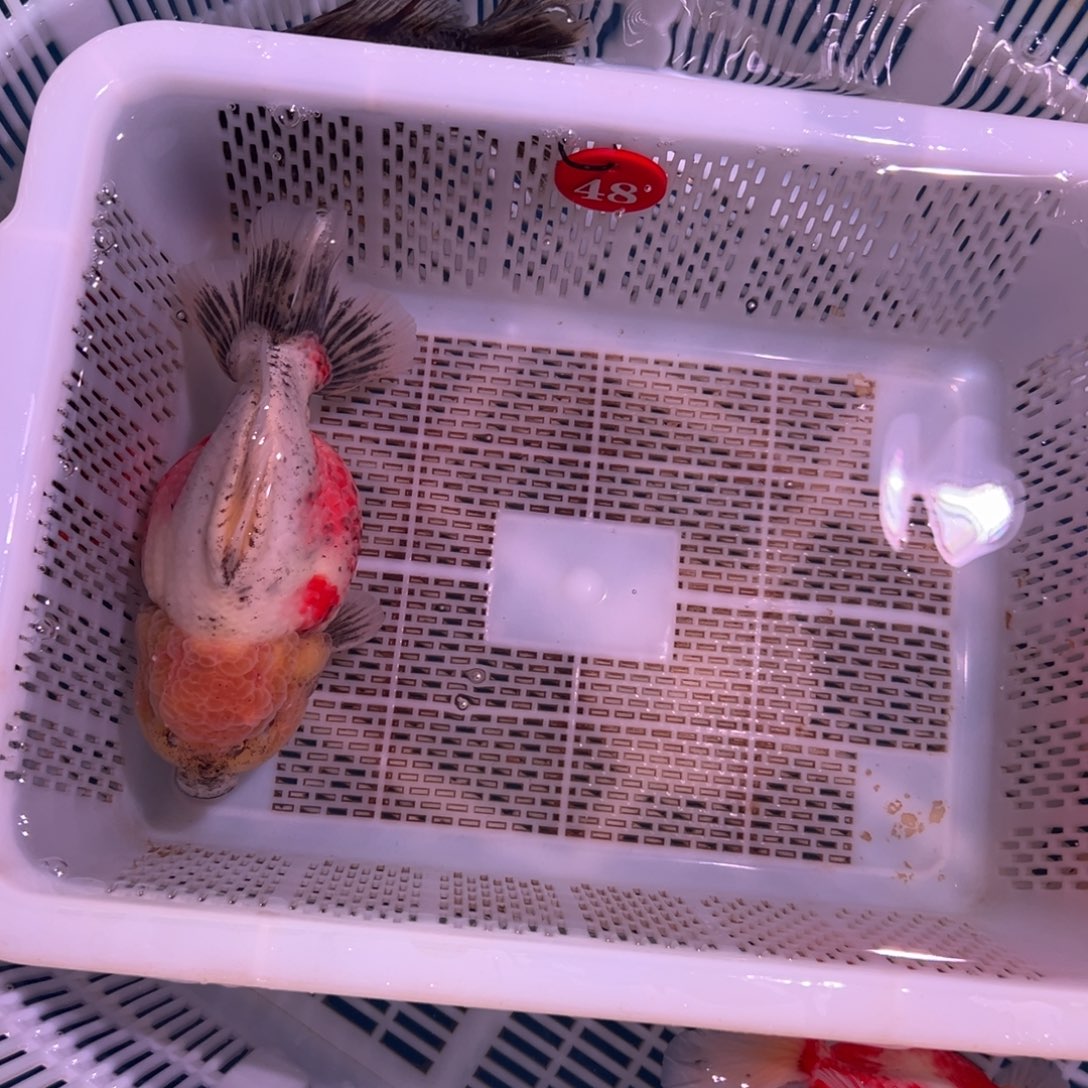 暖***玉海水鱼要我给你们打电话的嘛