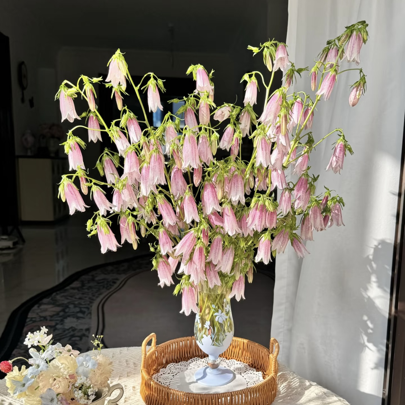 【杨鹏鲜花】紫斑风铃 野趣小众花材云南鲜花包邮