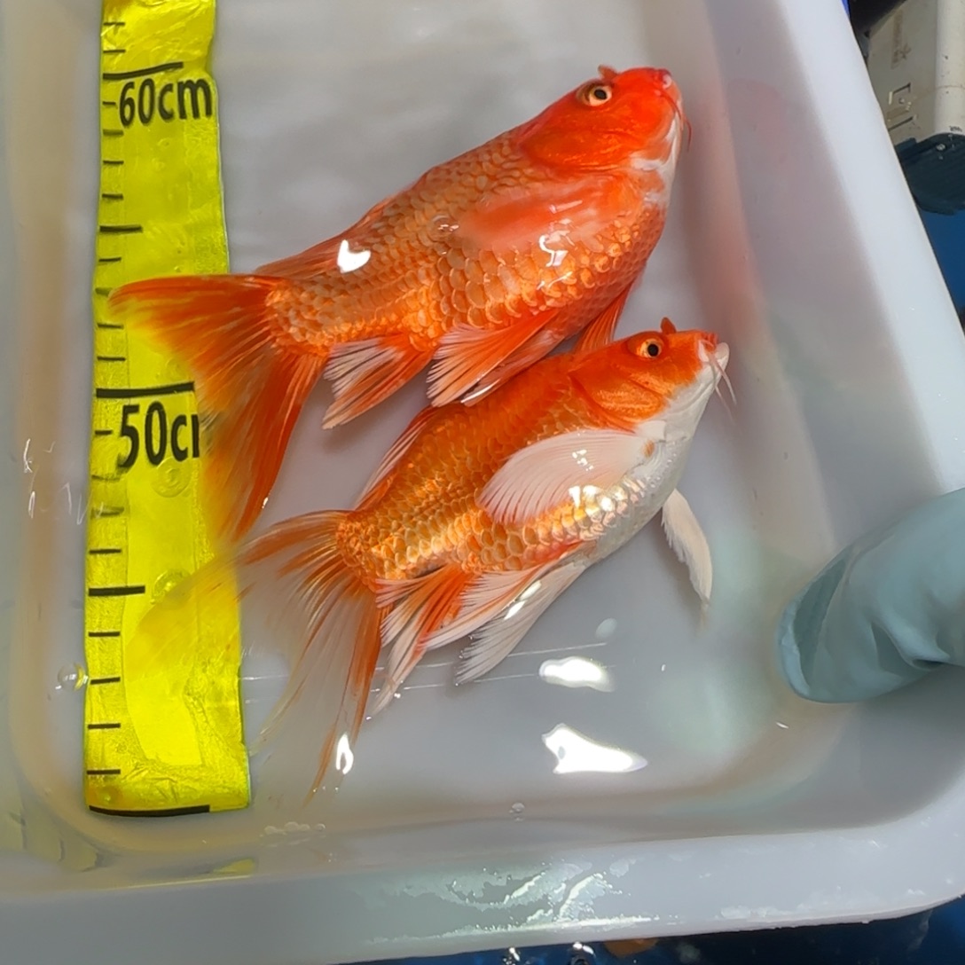 中国大陆蝴蝶鲤红色两条