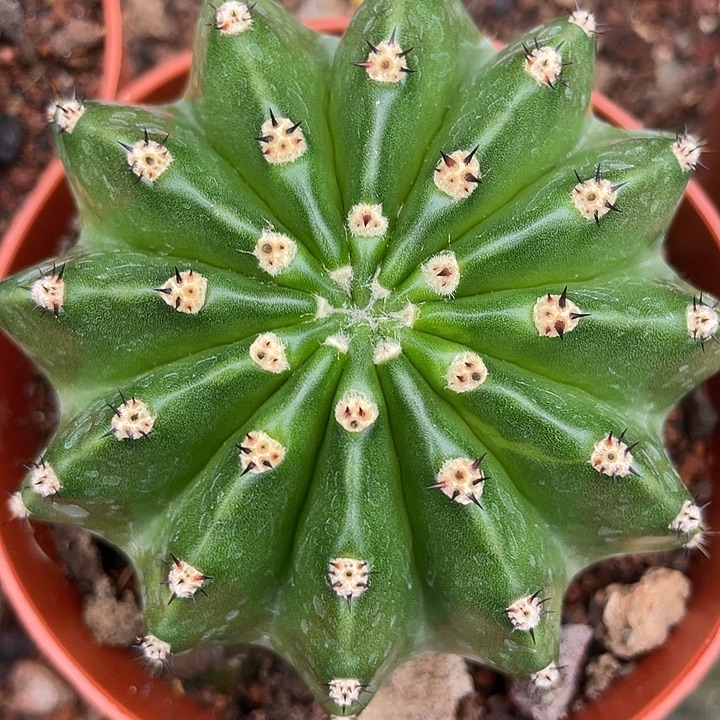 实生彩草带盆土发货