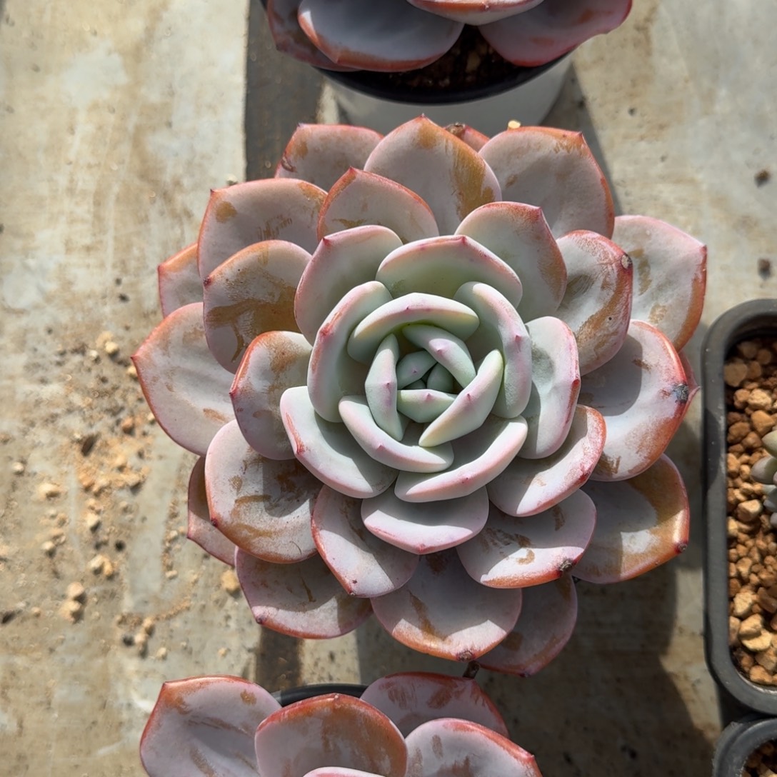 奶茶 单头 一物一拍