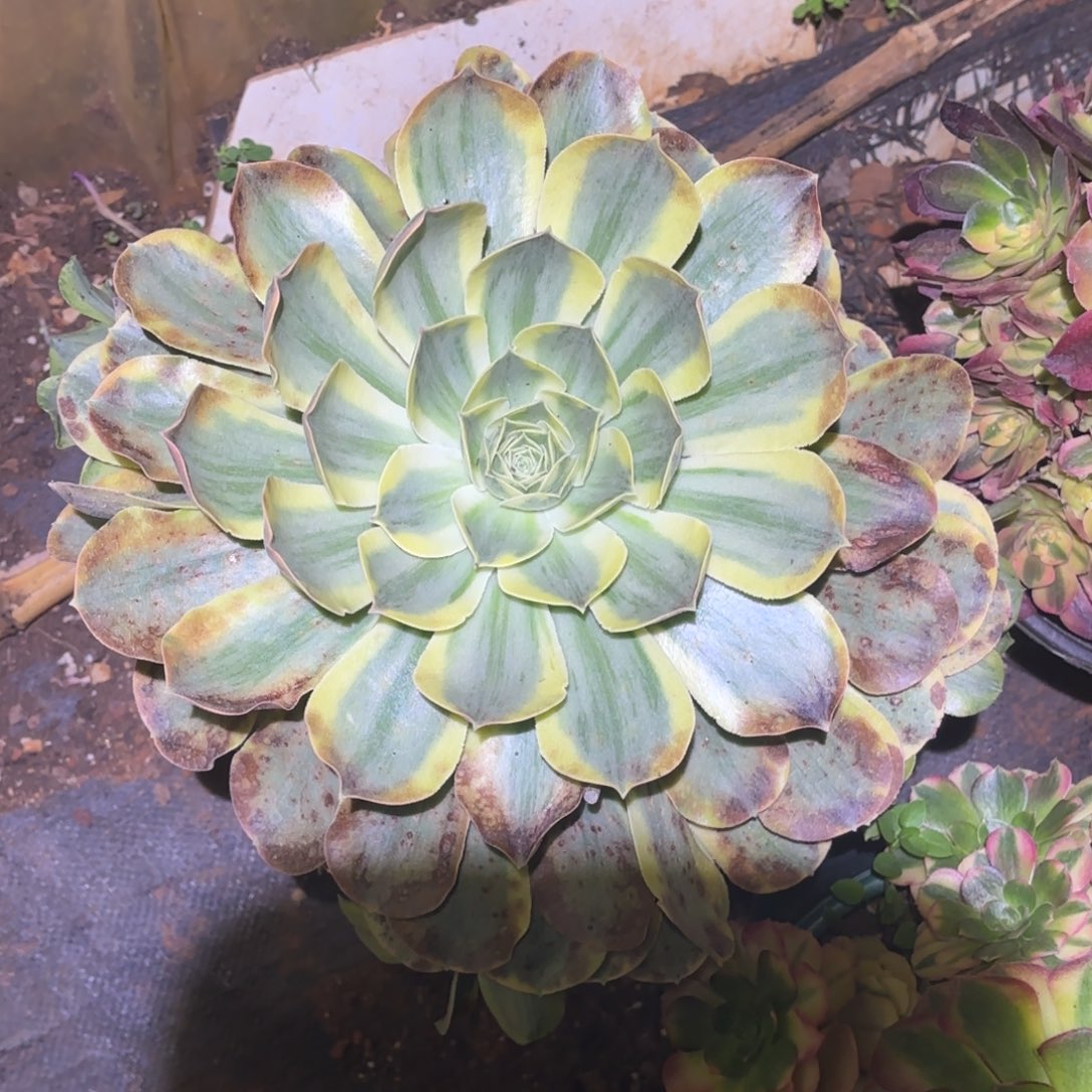 云南多肉植物香炉盘白锦