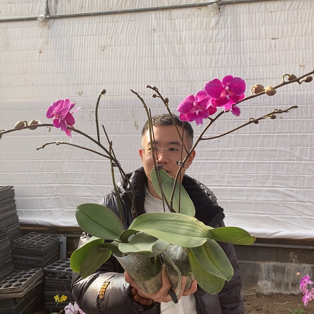 休***闲完全开放2颗紫色粉色大舌头双剑