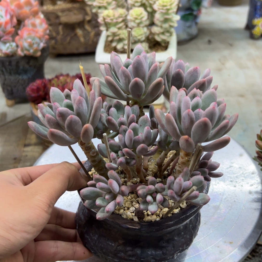 宝石美人28 零零多肉植物