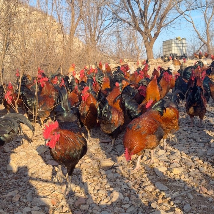 1食用农产品大山里散养散放跑山鸡