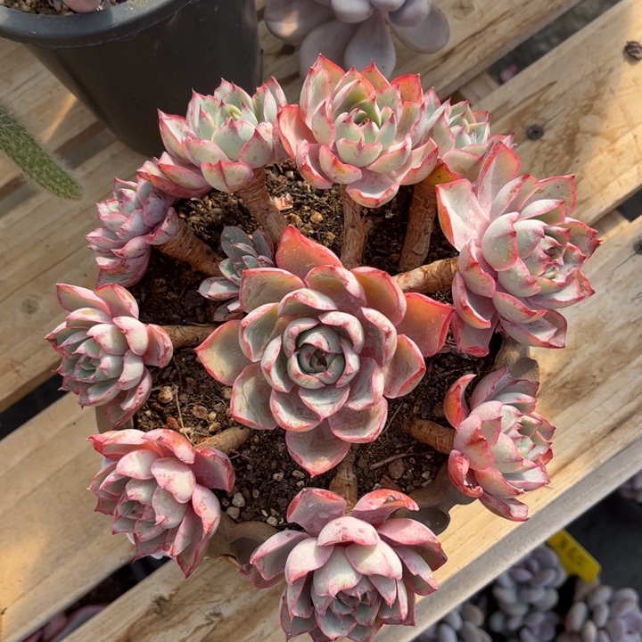 赫拉多肉植物3 5 1