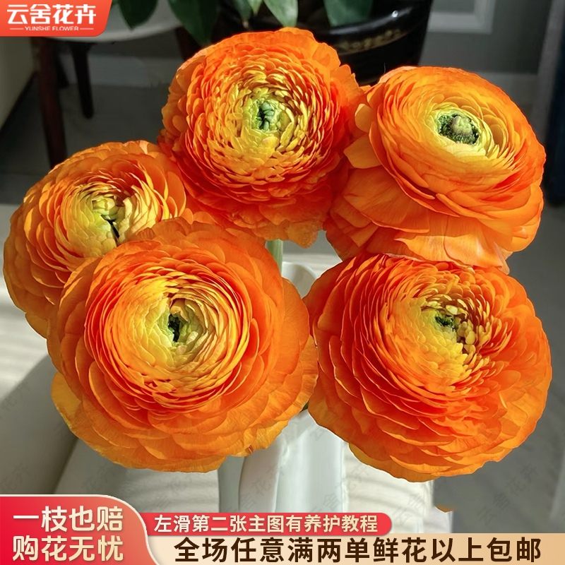 【云舍花卉】【橙色】洋牡丹 全场任意满两单及以上鲜花包邮发货