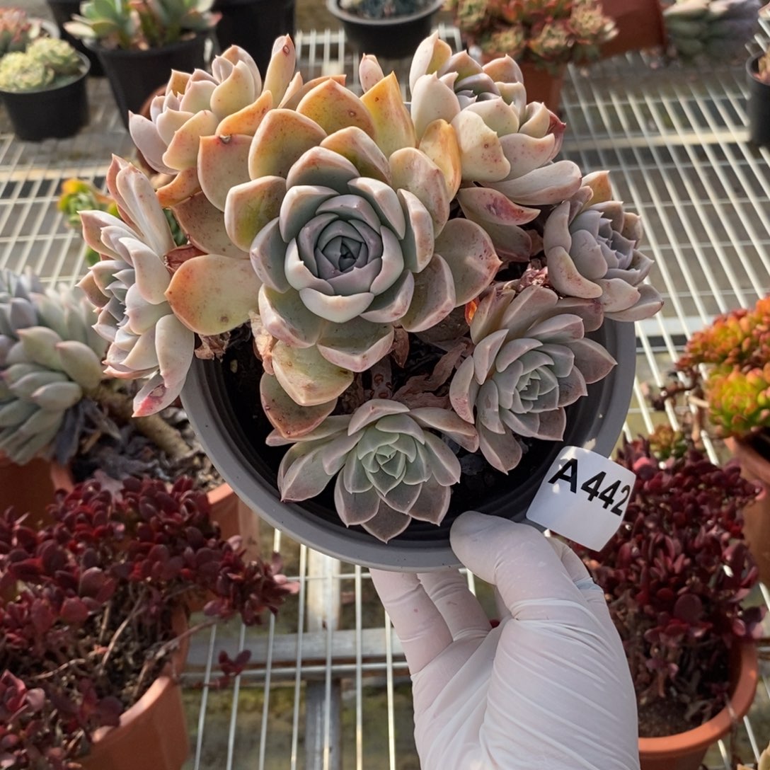 442哈利沃森一物一拍