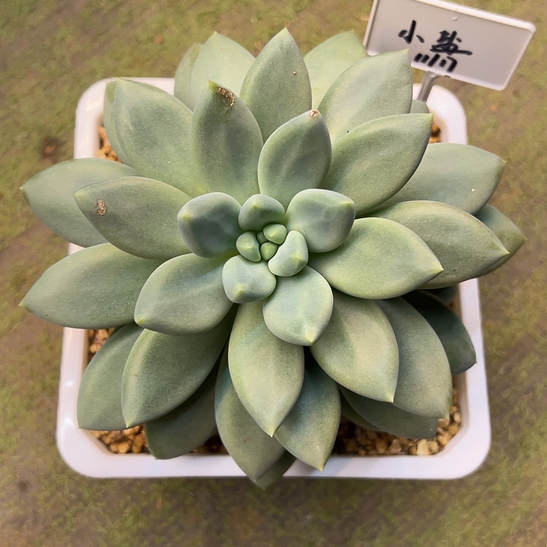 闫***盐6哥特萝莉一物一拍