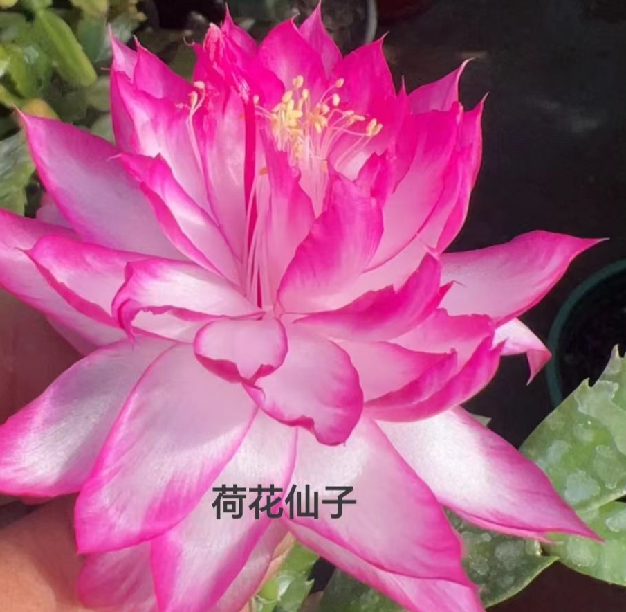 蟹爪兰荷花仙子火龙果嫁接零下5度之上包邮
