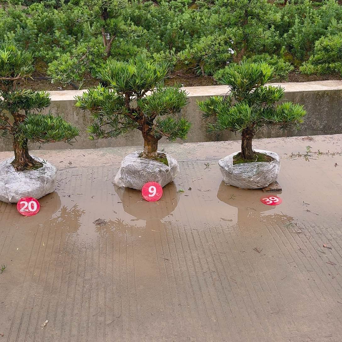 萧***湖完全开放罗汉松基地发货