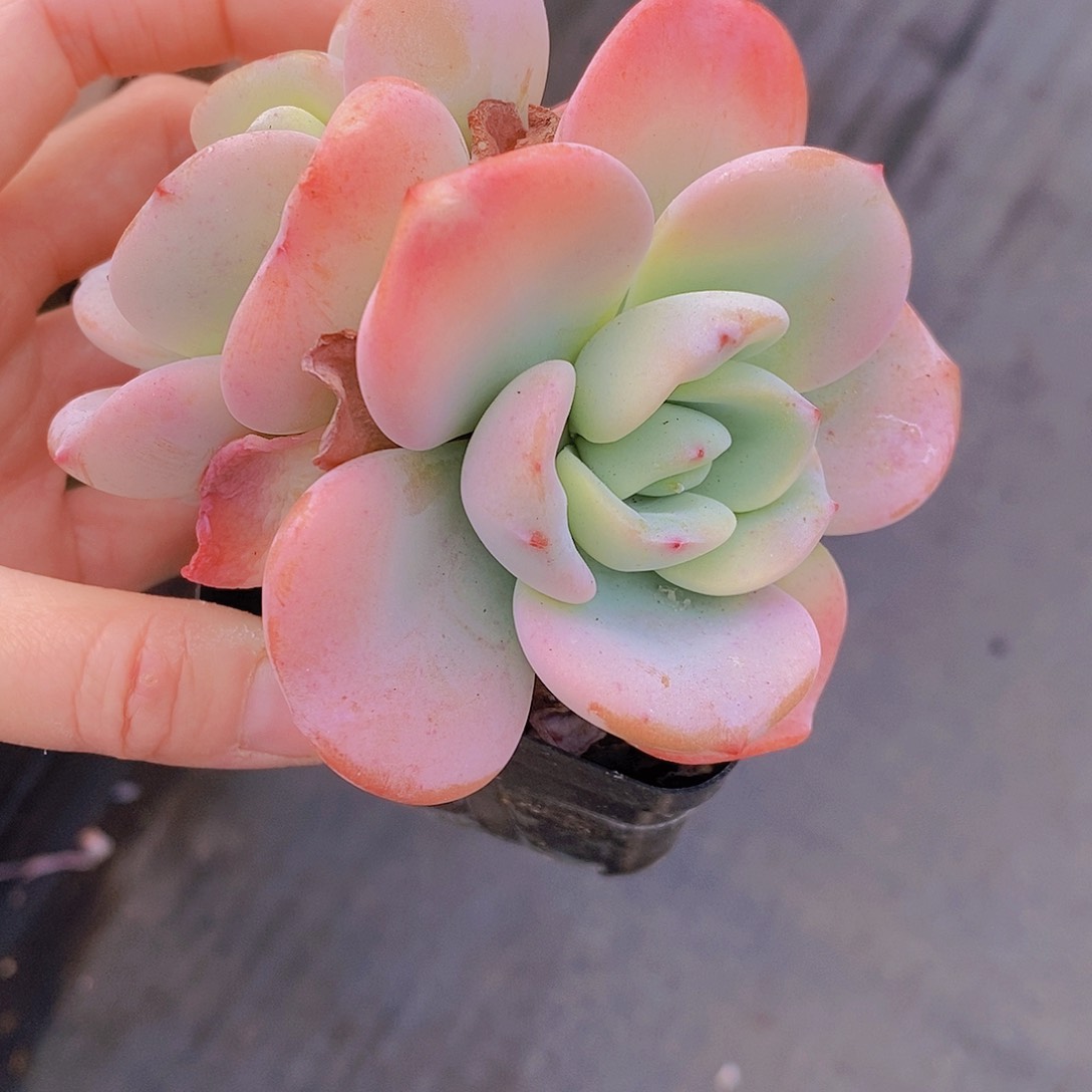 840多肉植物老桩