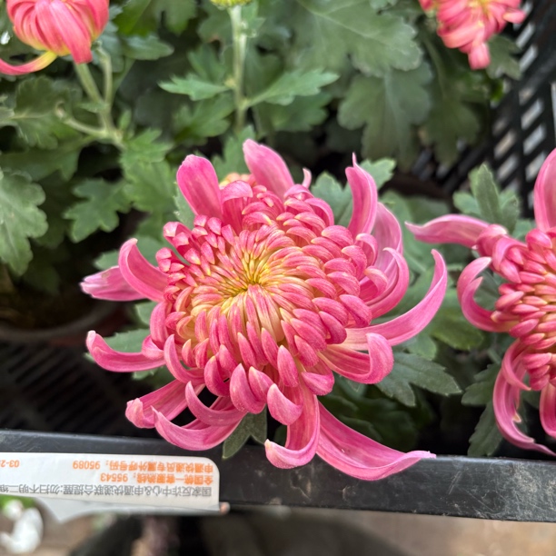 精品黄鹤楼国菊生花苞到手一盆