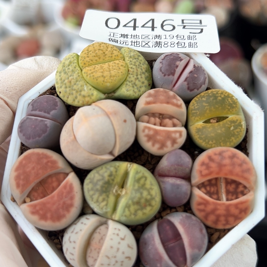 好养易活生石花大母本0446