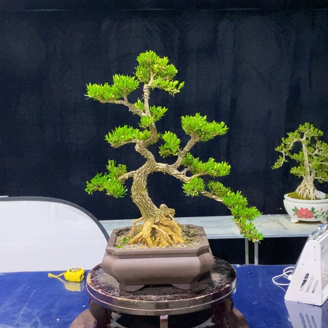 黄杨木，雀舌黄杨盆景