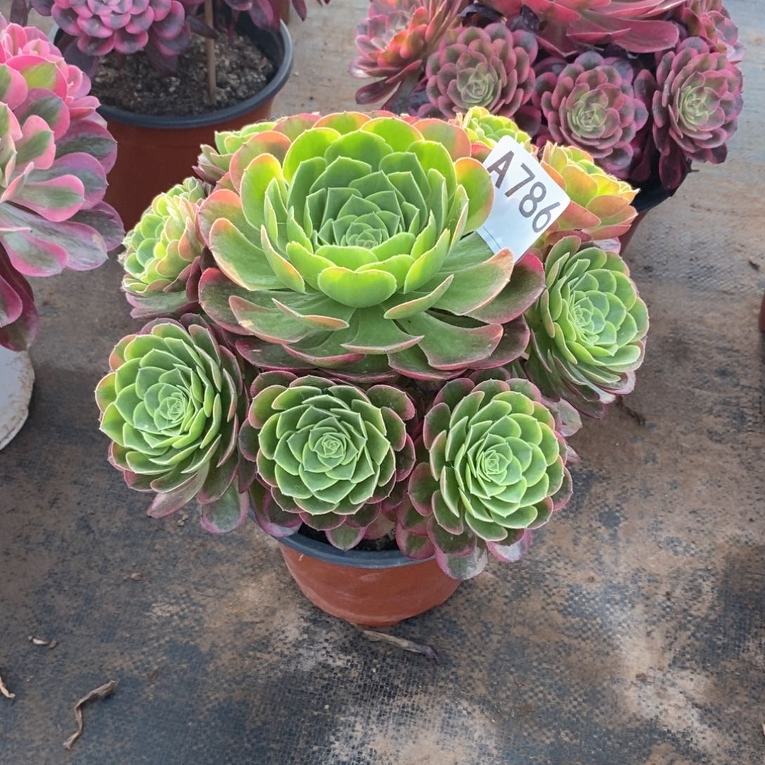 嫩桩奶白锦786多肉法师植物