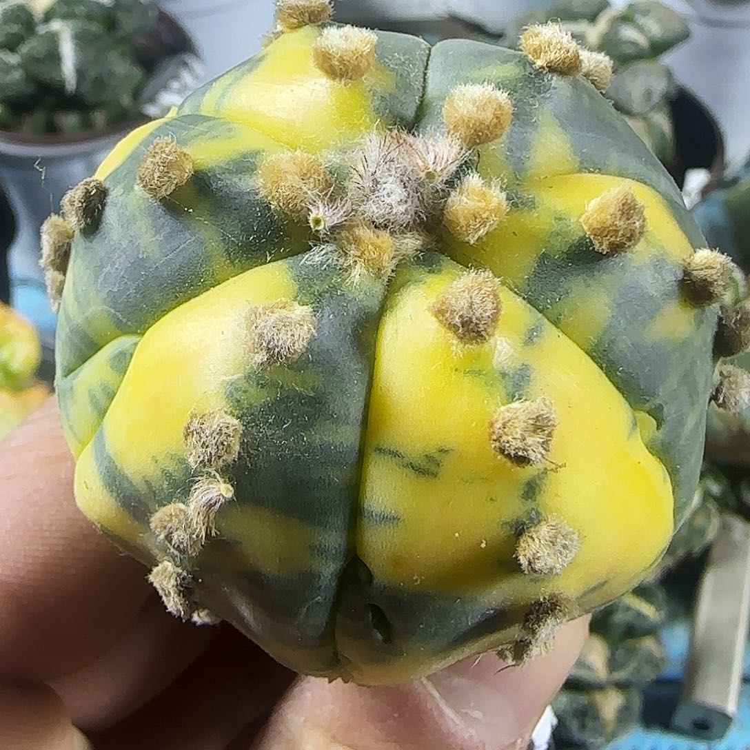 兜锦979仙人球开花啦