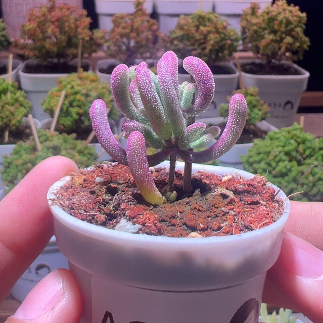 384紫闪光一物一拍带盆土发货