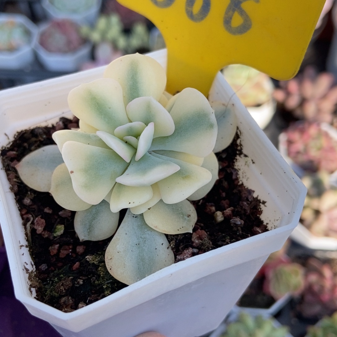 888雪精灵锦多肉植物