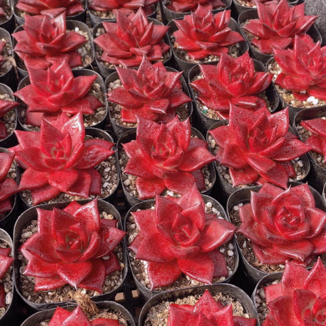 量拍35号 血色罗宾单头2个