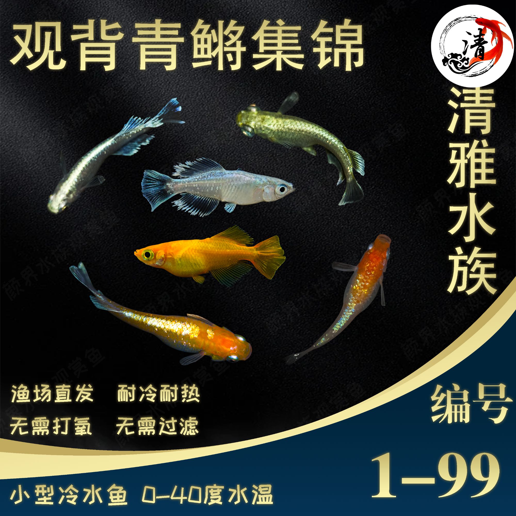 新奇宠物丨二号观背青鳉鱼渔场直发冷水观赏鱼广温小型鱼天使之翼