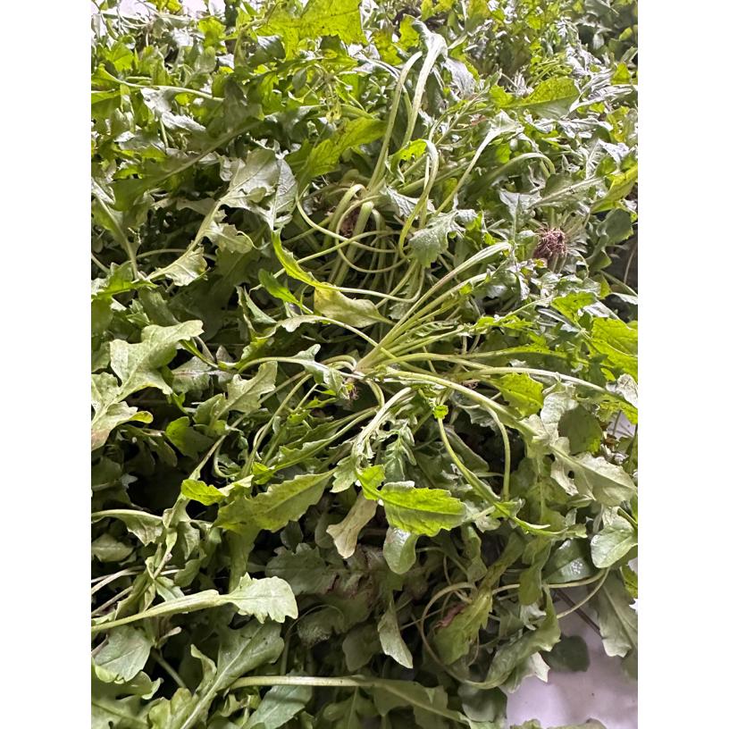皖南露天新鲜现挖荠菜可包饺子打霜野荠菜健康美味