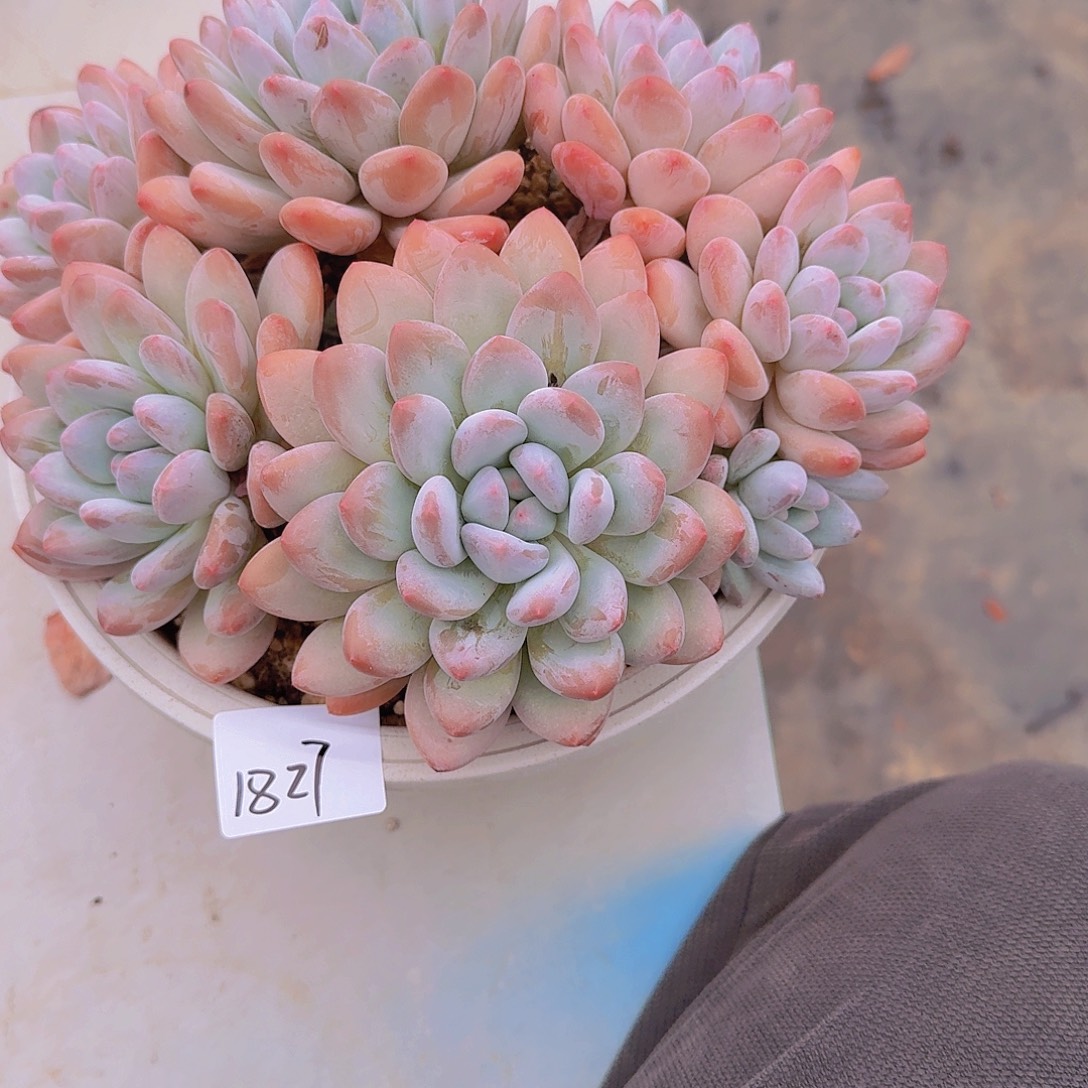 1827香水多肉植物