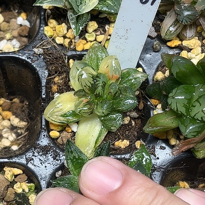 269龙爪玉露锦（根弱，介意勿拍）脱土发货