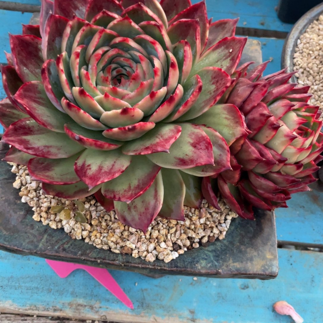 ৡ****惊鸿仙子两颗一物一拍